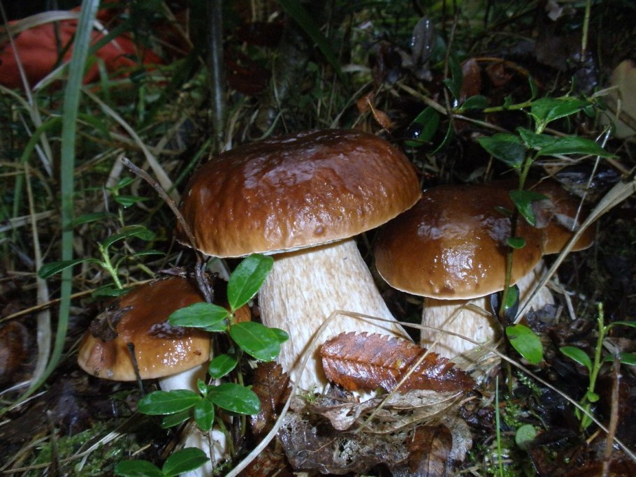 Белые грибы на столе