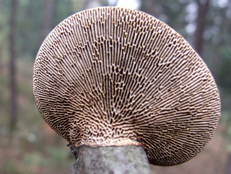 Дедалеопсис трутовик