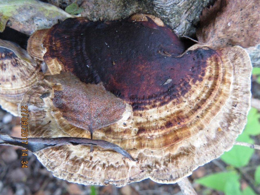 Бугристый трутовик Дедалеопсис