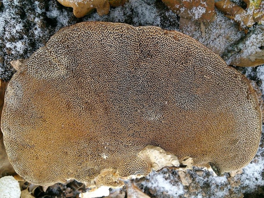 Бугристый трутовик Дедалеопсис