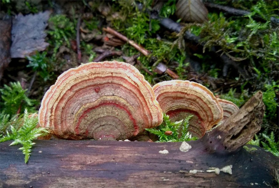 Фускопория бугорчатая