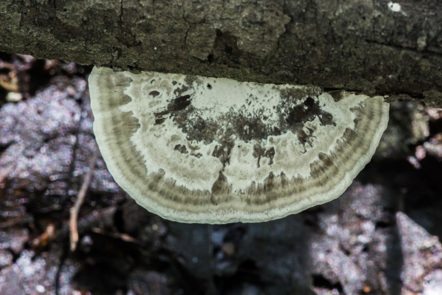 Трутовик Литшауэра