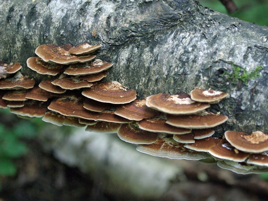 Грибы на Березе съедобные