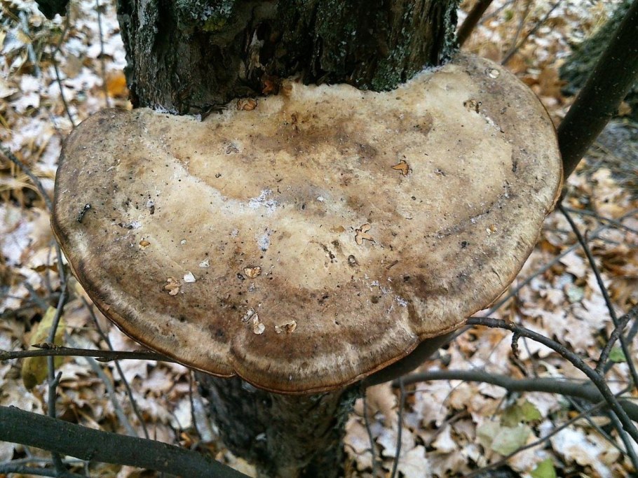 Трутовик ивовый