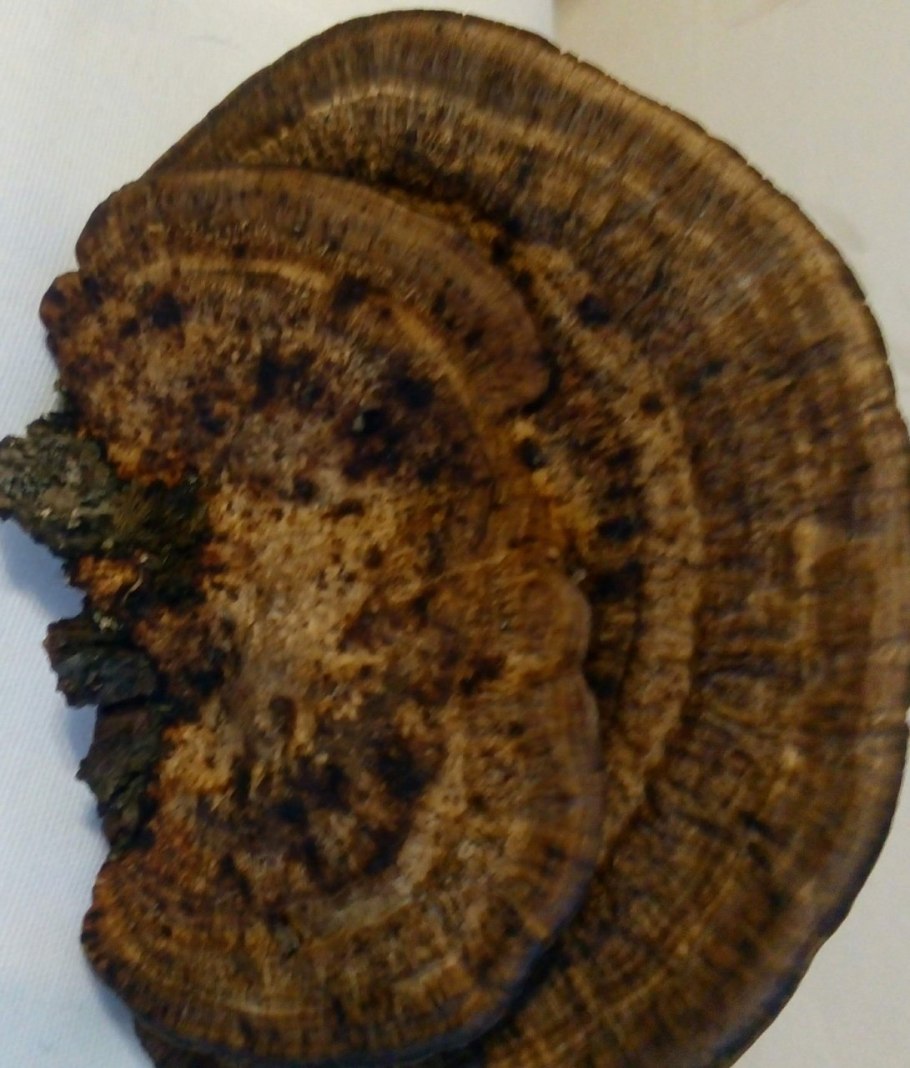 Трутовик Литшауэра