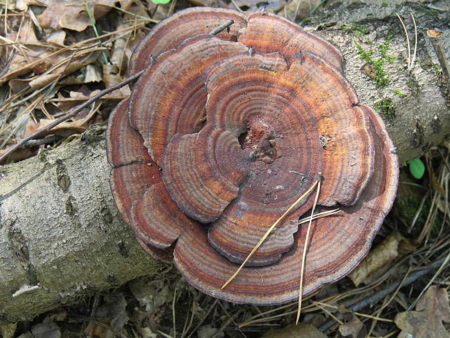 Дедалеопсис трехцветный