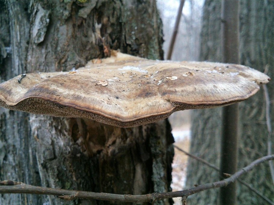 Табачный гриб на сосне фото