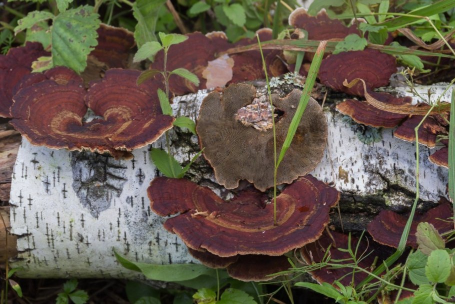 Трутовик чешуйчатый (Cerioporus squamosus)