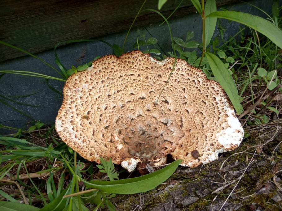 Грибница гриба трутовика