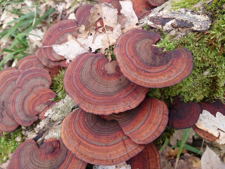 Бугристый трутовик дедалеопсис