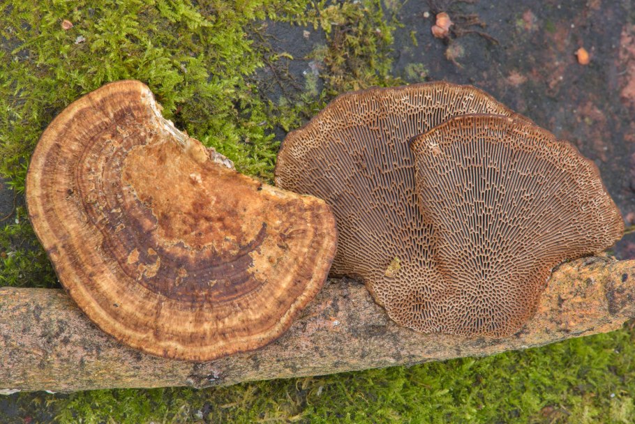 Дедалеопсис трехцветный