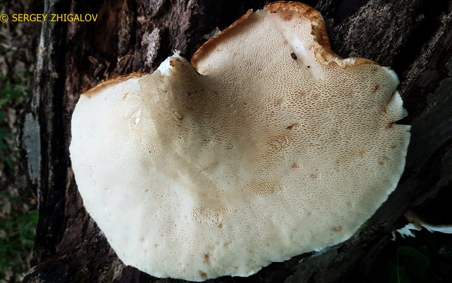 Трутовик чешуйчатый cerioporus squamosus