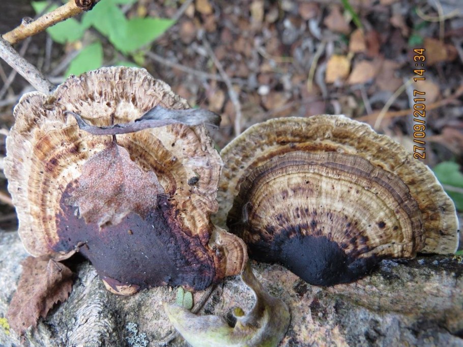 Дедалеопсис трутовик