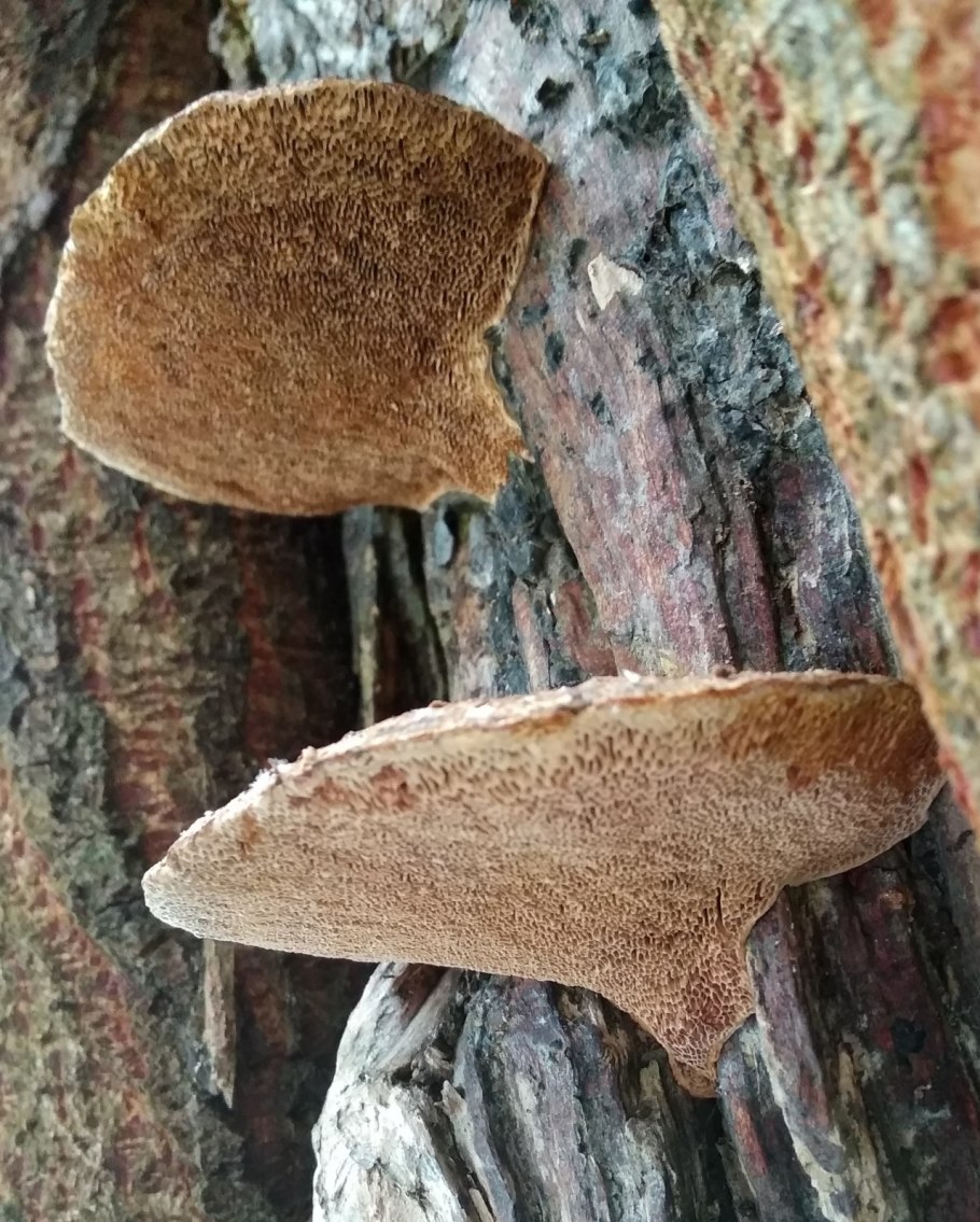 Трутовик чешуйчатка