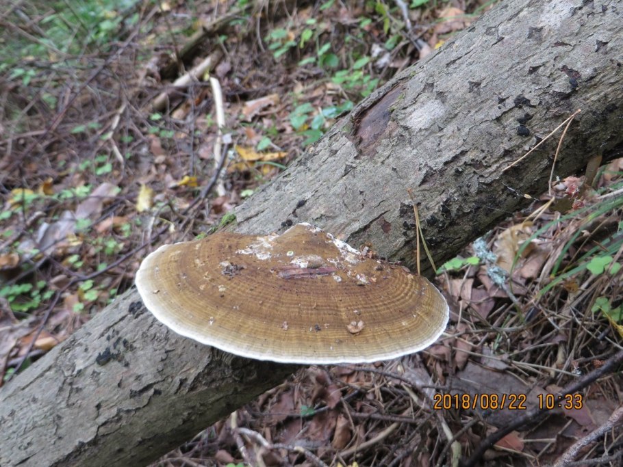 Съедобные коренья из леса