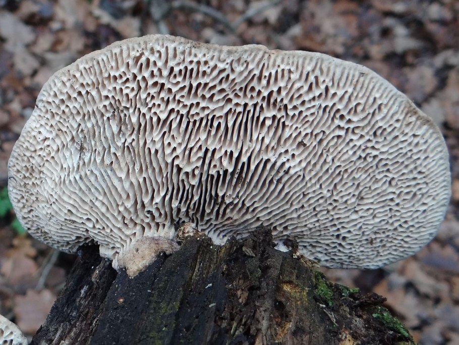 Daedaleopsis confragosa