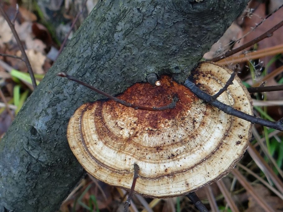 Трутовик трехцветный