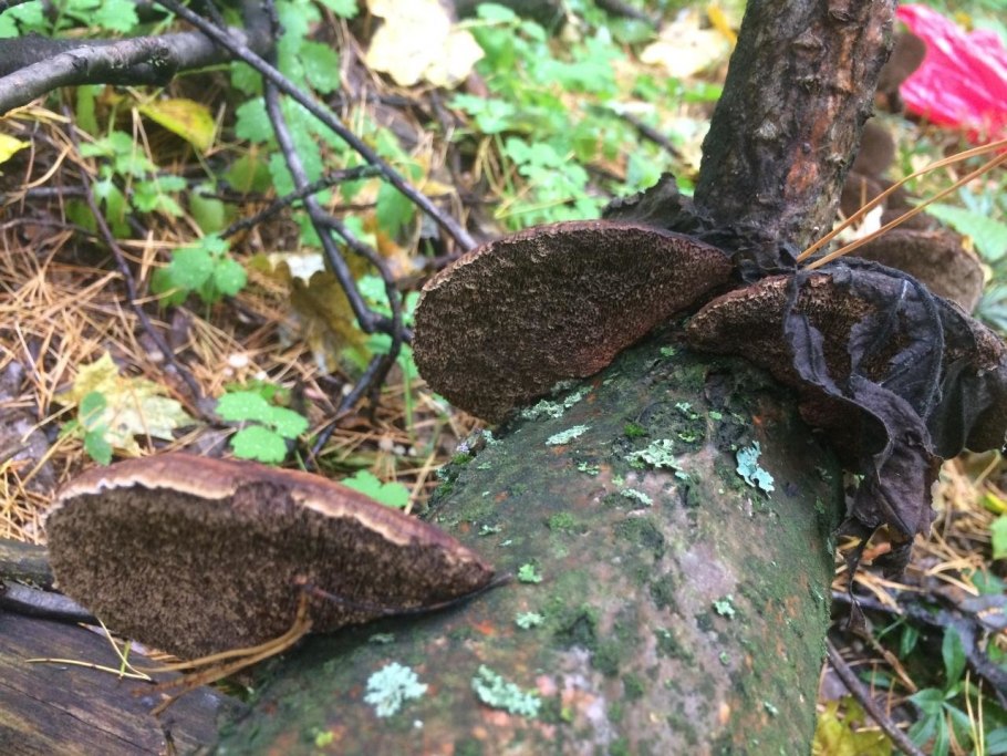 Ресупинатные плодовые тела