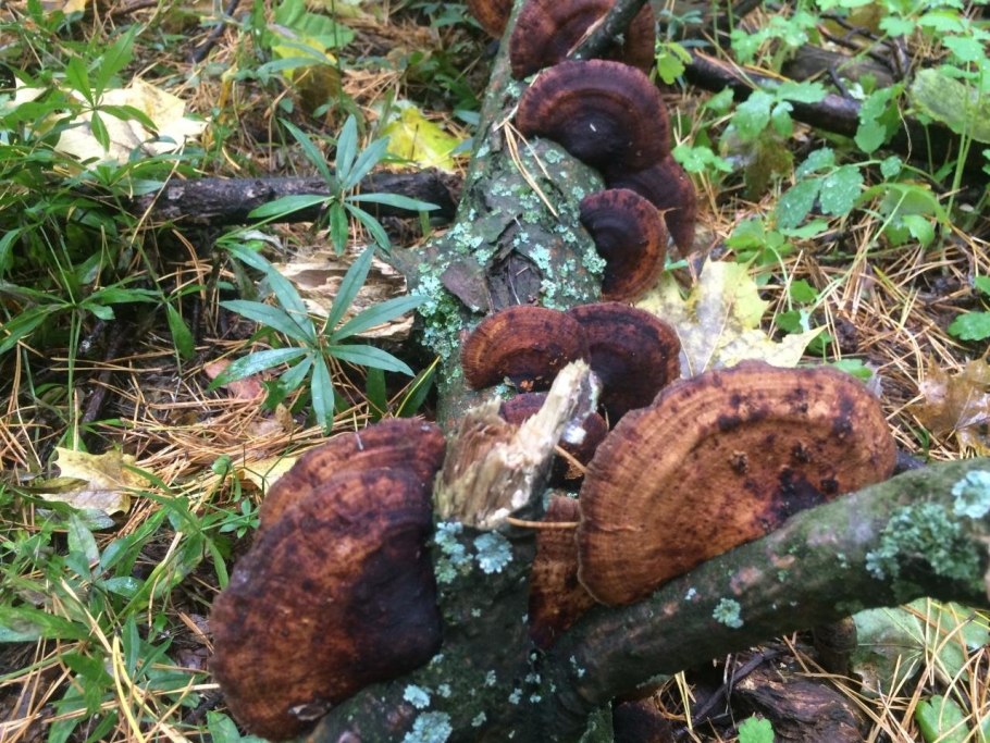 Постия складчатая