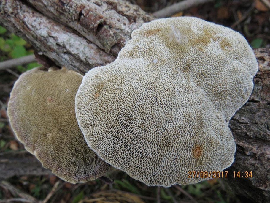 Дедалеопсис трутовик