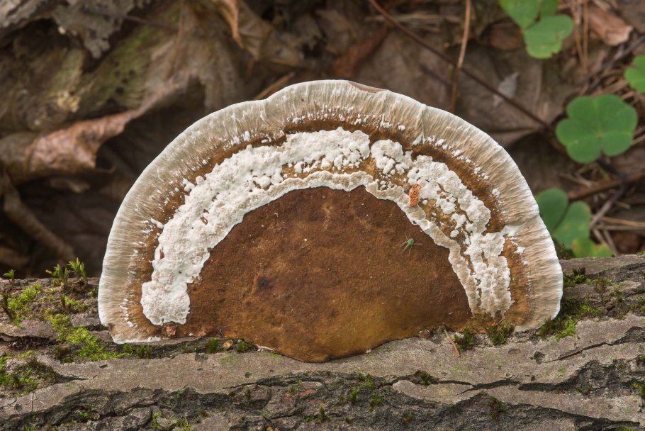 Бугристый трутовик Дедалеопсис