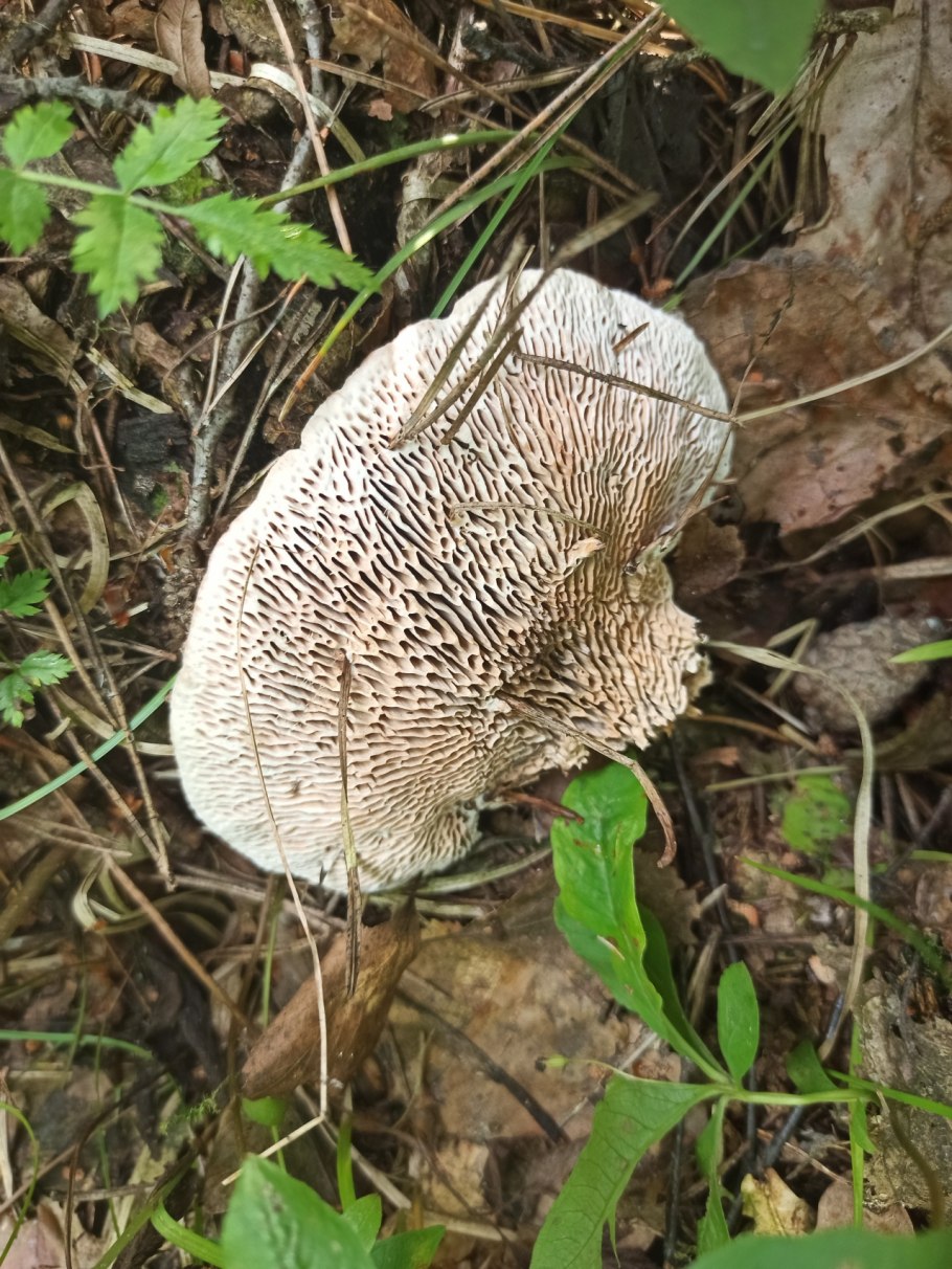 Daedaleopsis confragosa