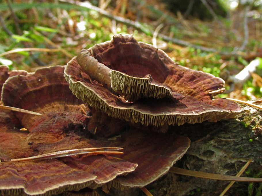 Кленовый трутовик