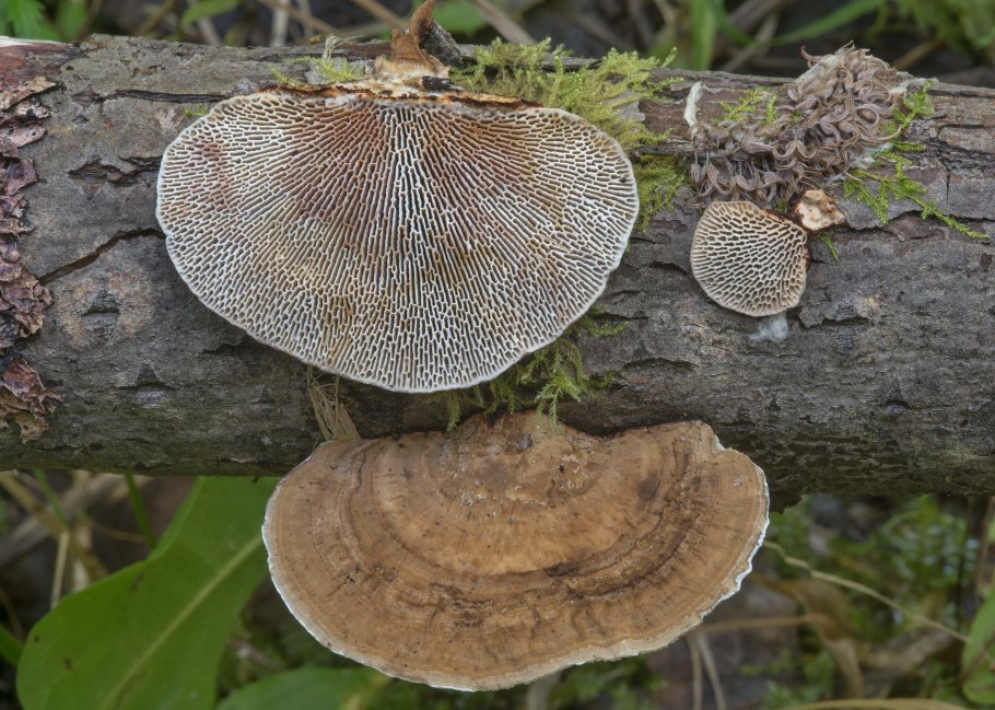 Бугристый белый гриб