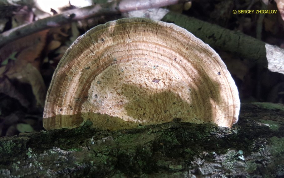 Дедалеопсис трутовик трехцветный