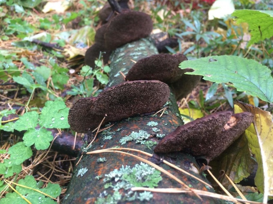 Гриб трутовик дымчатый