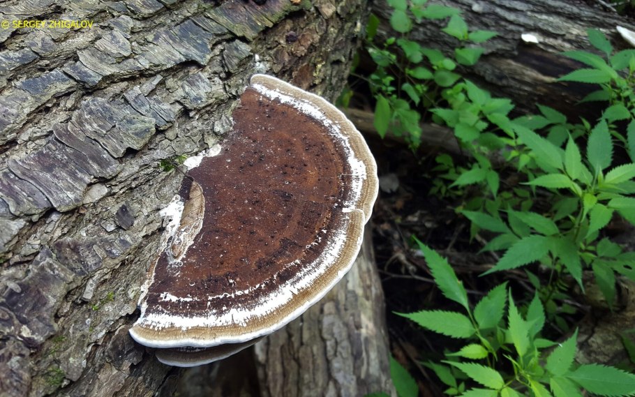 Stereum subtomentosum