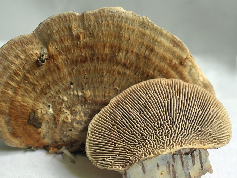 Рыжий трутовик