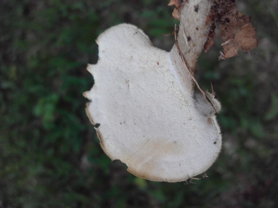 Гигантский Полипор гриб трутовик