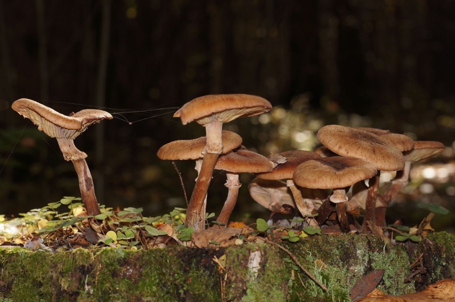 Древесные опята грибы