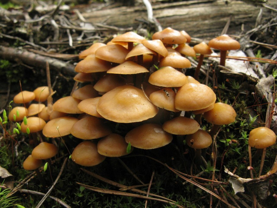 Опенок древесинный Kuehneromyces lignicola