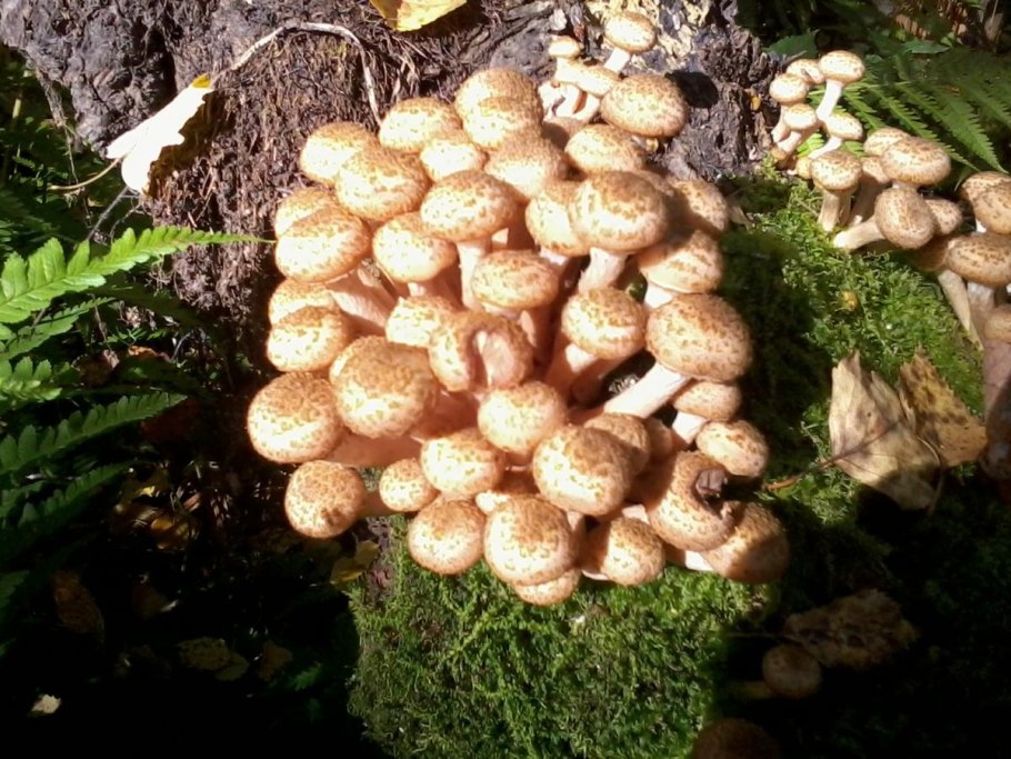 Опята древесные съедобные