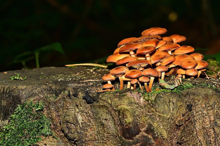 Древесные опята Камчатка