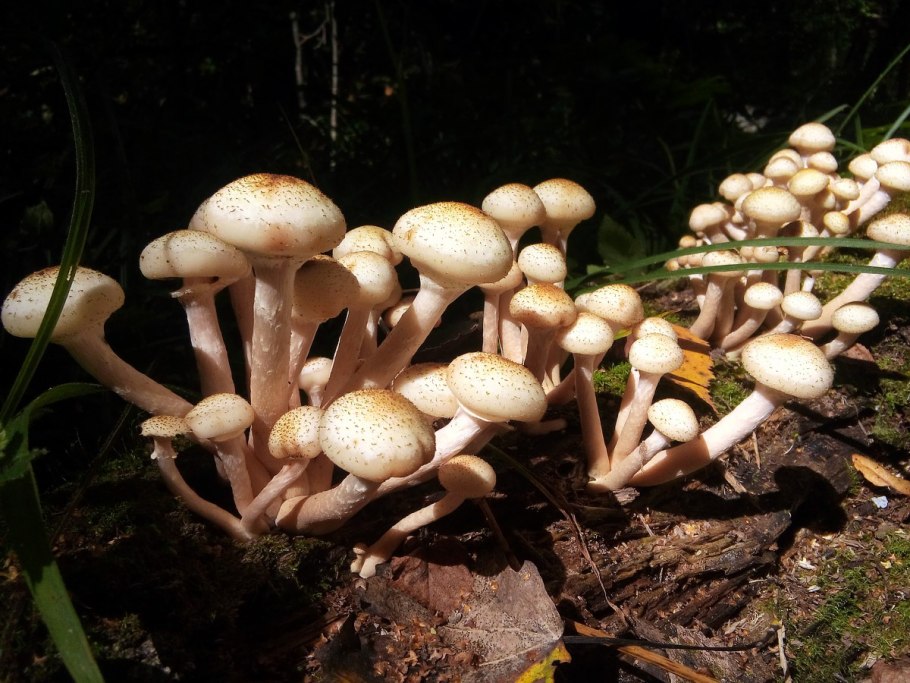 Опята вязовики