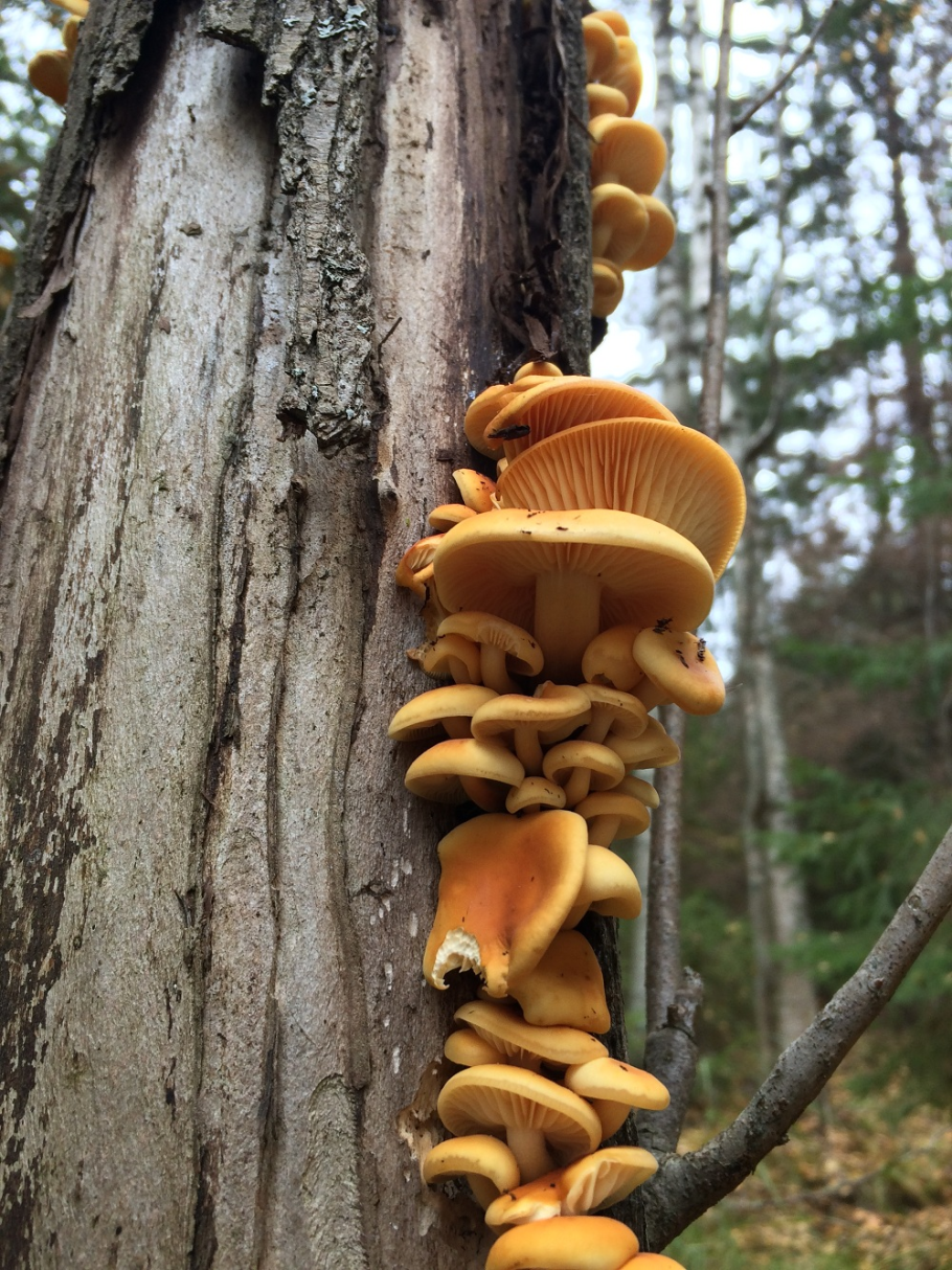 Чешуйчатка древесинная