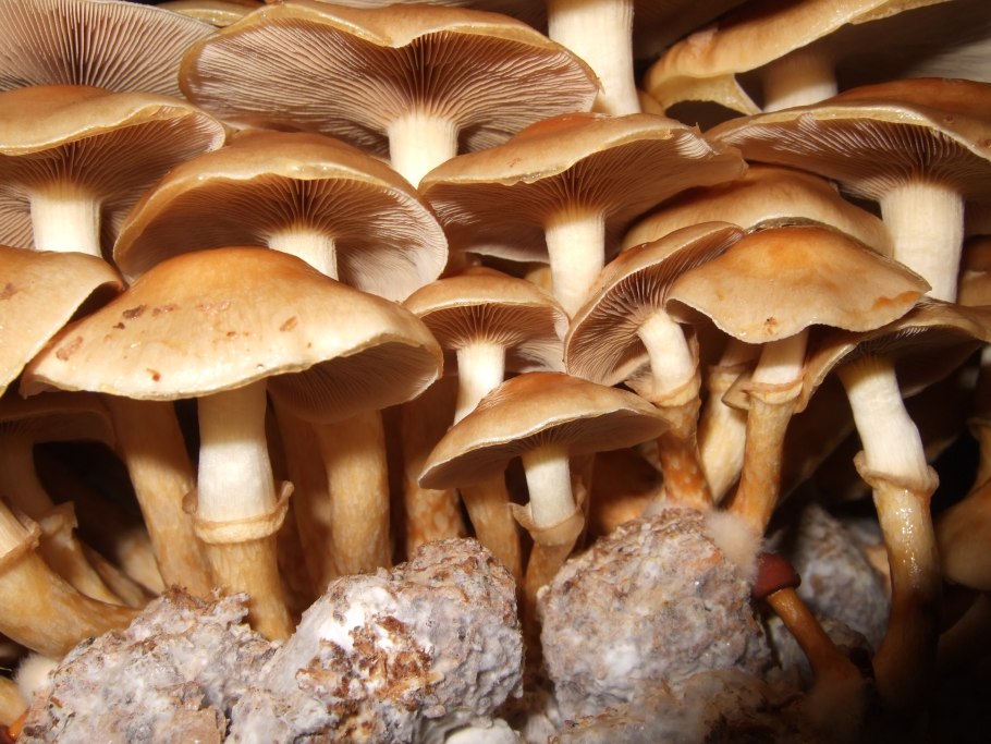 Мышиный опенок