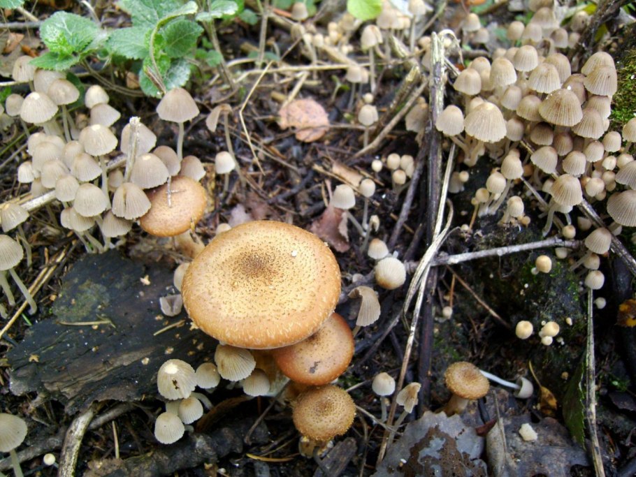 Вешенка белая Лесная