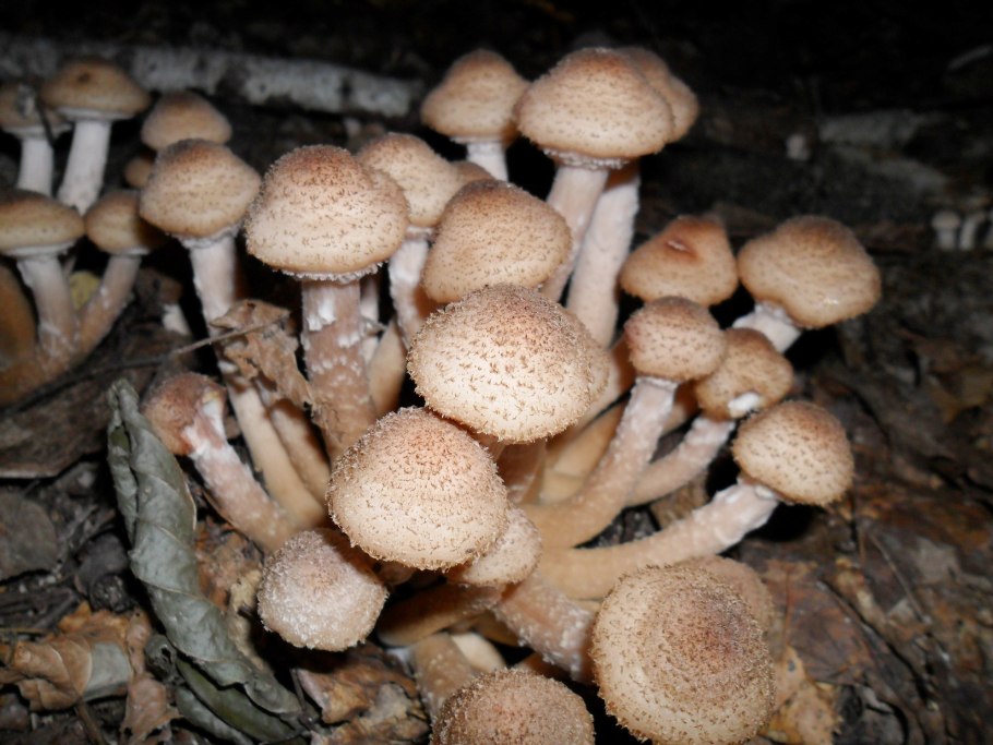 Майские опята