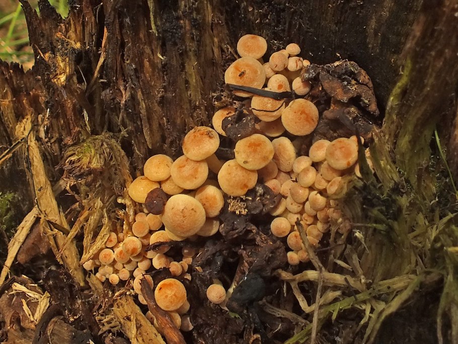 Грибы на пнях и деревьях