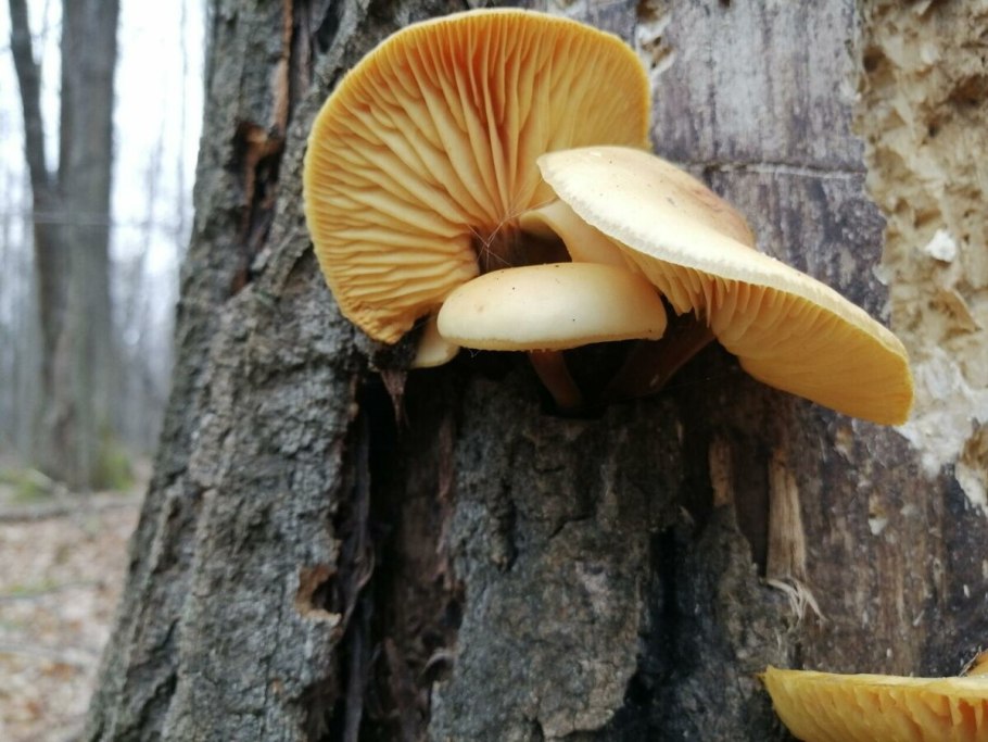 Древесные опята