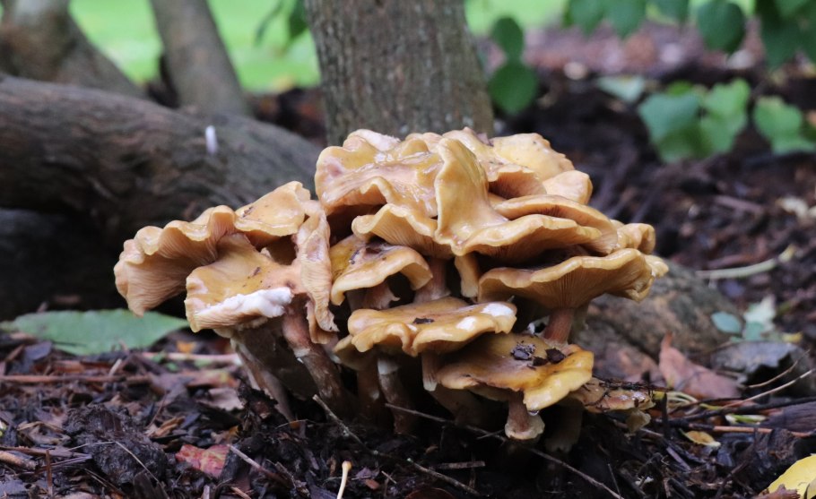 Опенок древесинный Kuehneromyces lignicola