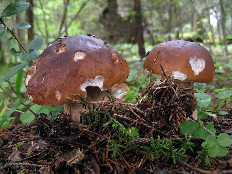 Гриб Путник Боровой