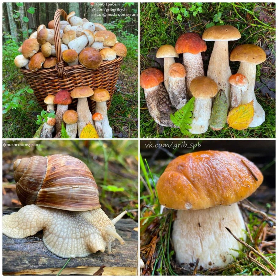 Подосиновик подберезовик обабок