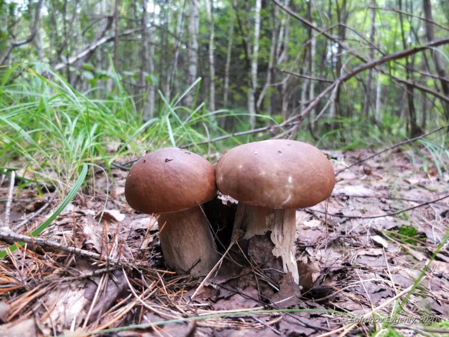 Грибы fungi