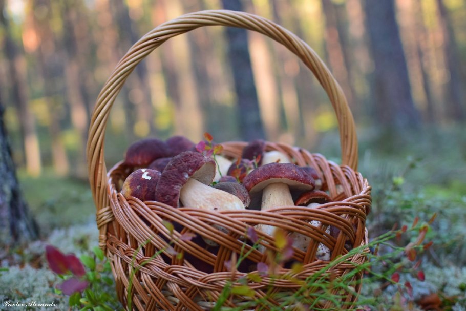 Грибное лукошко дзен фламмулина опенок зимний