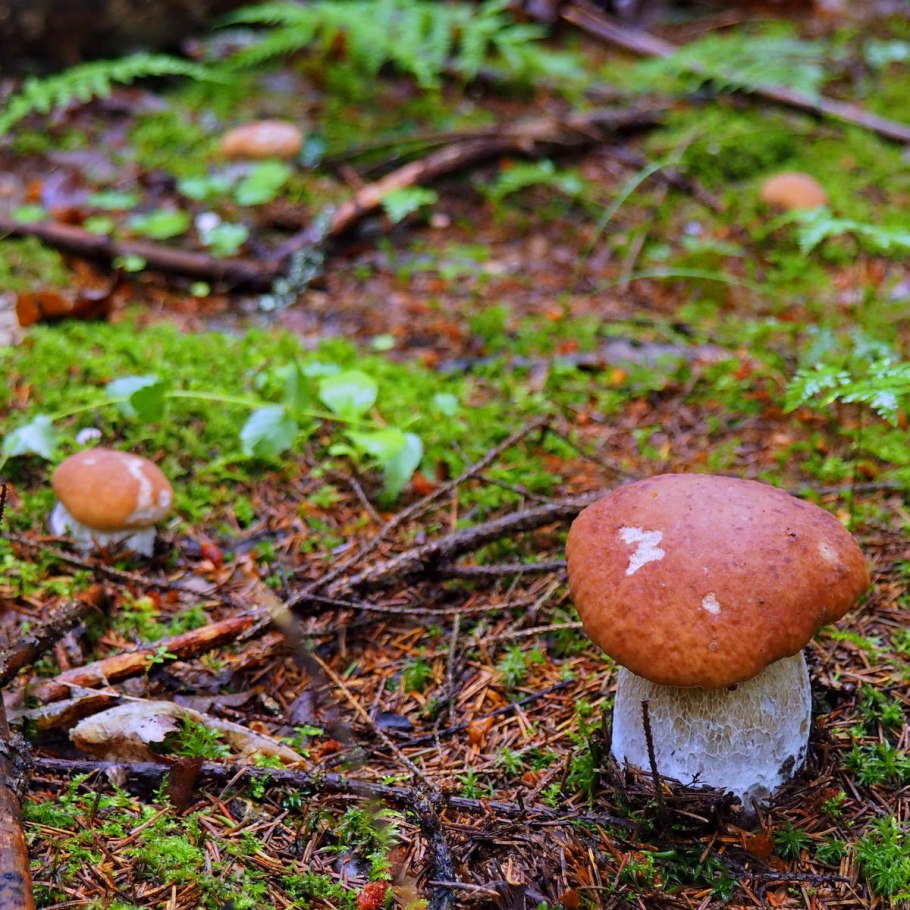 Грибы Краснодарского края